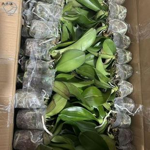 蝴蝶兰带花苞花剑大苗兰花盆栽绿植物室内客厅开花不断好养活