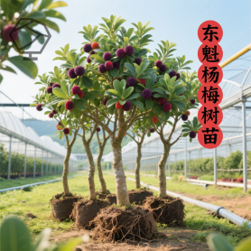 正宗东魁特大杨梅树苗当