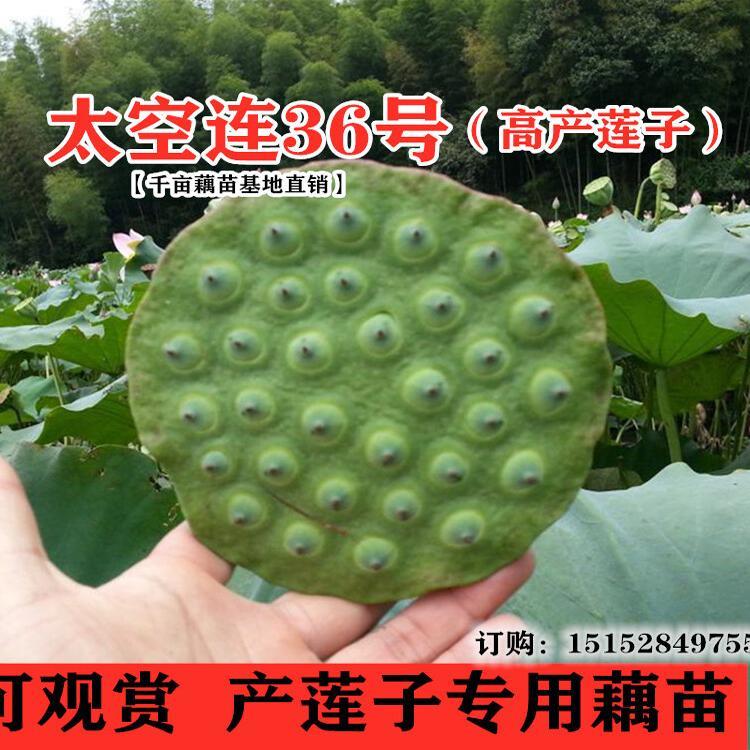 太空莲36号藕苗高产莲子