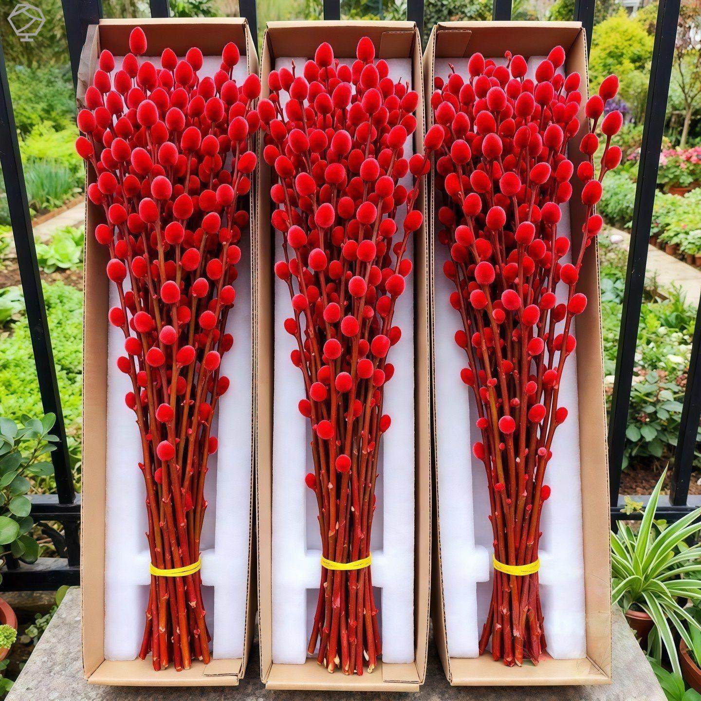 银柳真花鲜枝客厅摆件耐寒年宵花红色干花枝室内招财水培装饰花束,鲜花速递/花卉仿真/绿植园艺,月季/蔷薇/玫瑰,淘宝优惠券,粉丝福利购,淘宝优惠卷