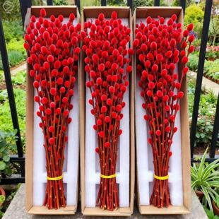 银柳真花鲜枝客厅摆件耐寒年宵花红色干花枝室内招财水培装饰花束