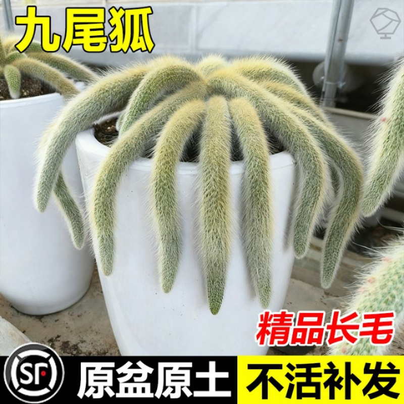 九尾狐多肉正版长软毛品种开花可垂吊型室内阳台绿植盆栽稀有植物