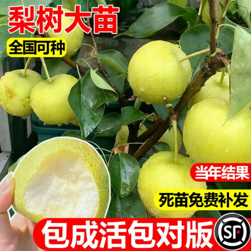 正宗梨树果苗秋月梨砀山梨南方北方盆栽地栽庭院四季种植果树果苗