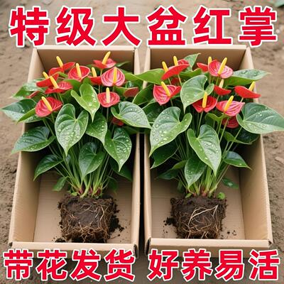 水培红掌鸿运当头盆栽带花大叶大花盆景好养红运招财植物花卉绿植