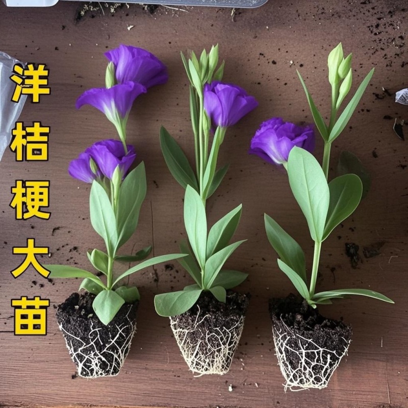 云南昆明直发洋桔梗小苗