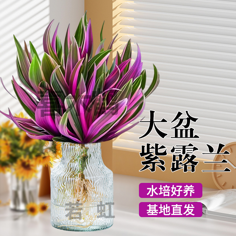 紫露兰水培植物室内好养