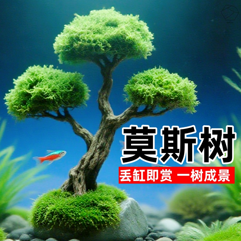莫斯树活体水草懒人沉木鱼缸造景迎客松造型单头莫斯树成品新手