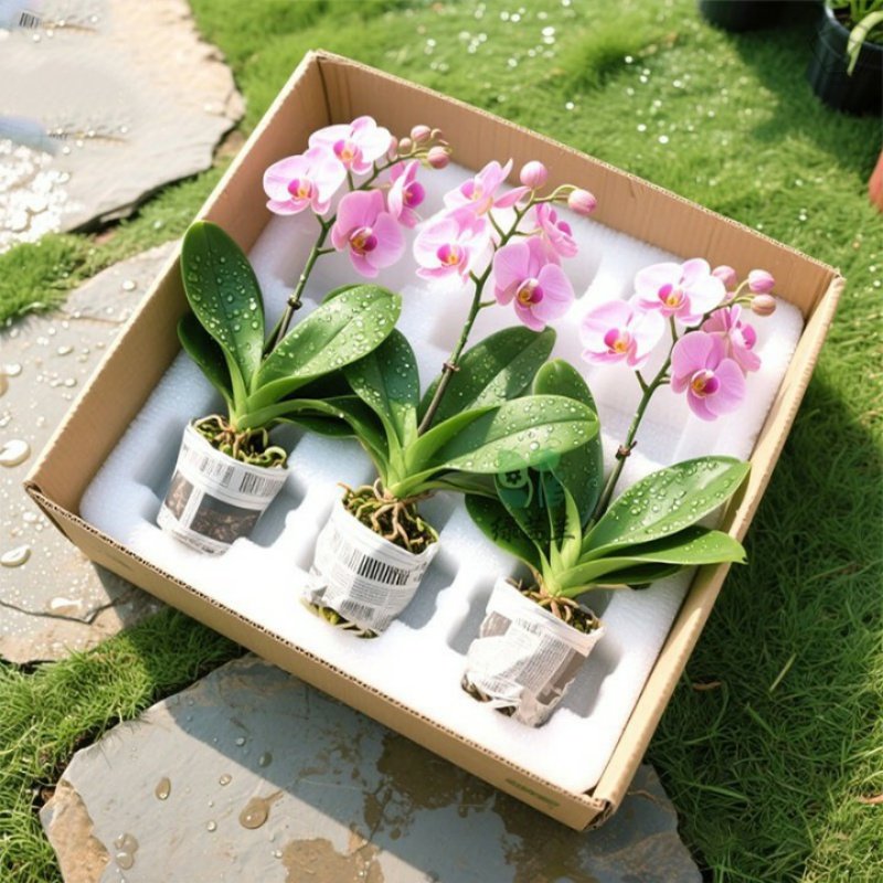 蝴蝶兰盆栽带花剑花苞兰花卉苗阳台室内客厅绿植物全国四季好养活,鲜花速递/花卉仿真/绿植园艺,月季/蔷薇/玫瑰,淘宝优惠券,粉丝福利购,淘宝优惠卷