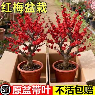 耐寒腊梅花树苗盆栽原生嫁接名贵易活室内外庭院红梅浓香老桩花卉