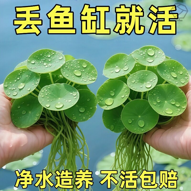 圆心萍浮萍水培绿植净化水质庭院办公室鱼虾龟缸漂浮水草造景增氧