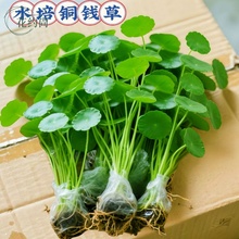 铜钱草水培植物室内外水养招财小绿植金钱草盆栽四季常青好养花卉