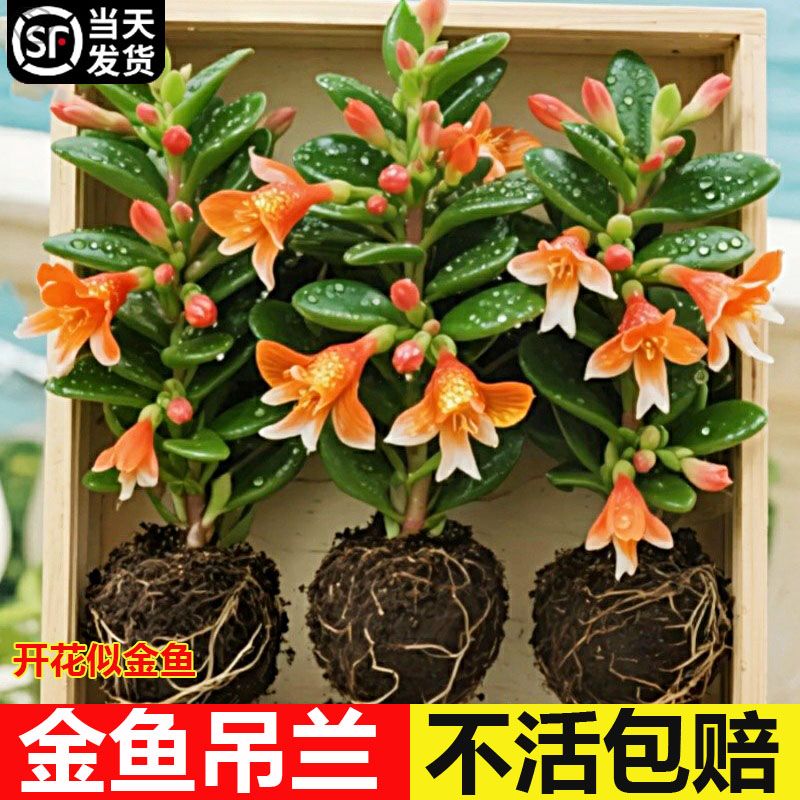 四季常青金鱼吊兰盆栽鱼花植物观