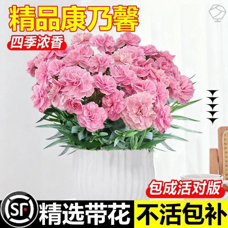 康乃馨盆栽鲜花带花苞发货送礼小绿植室内阳台庭院新手好养活花卉