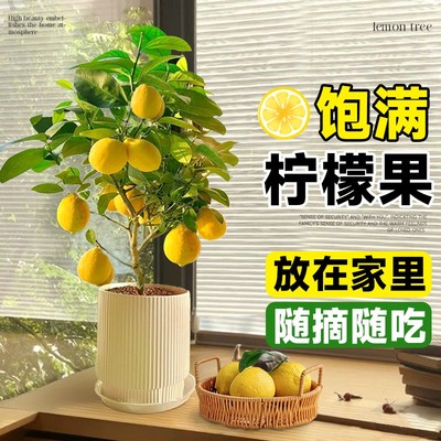 香水柠檬树苗盆栽可食用驱蚊结果大室内阳台好养浓香型柠檬树绿植