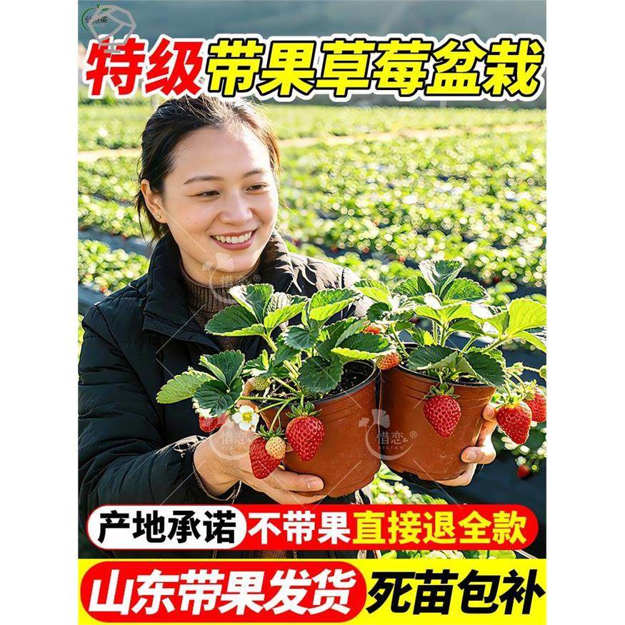 特大号带果草莓苗盆栽带花高产奶油红颜四季结果庭院阳台种植新苗,鲜花速递/花卉仿真/绿植园艺,种苗/半成品盆栽,淘宝优惠券,粉丝福利购,淘宝优惠卷