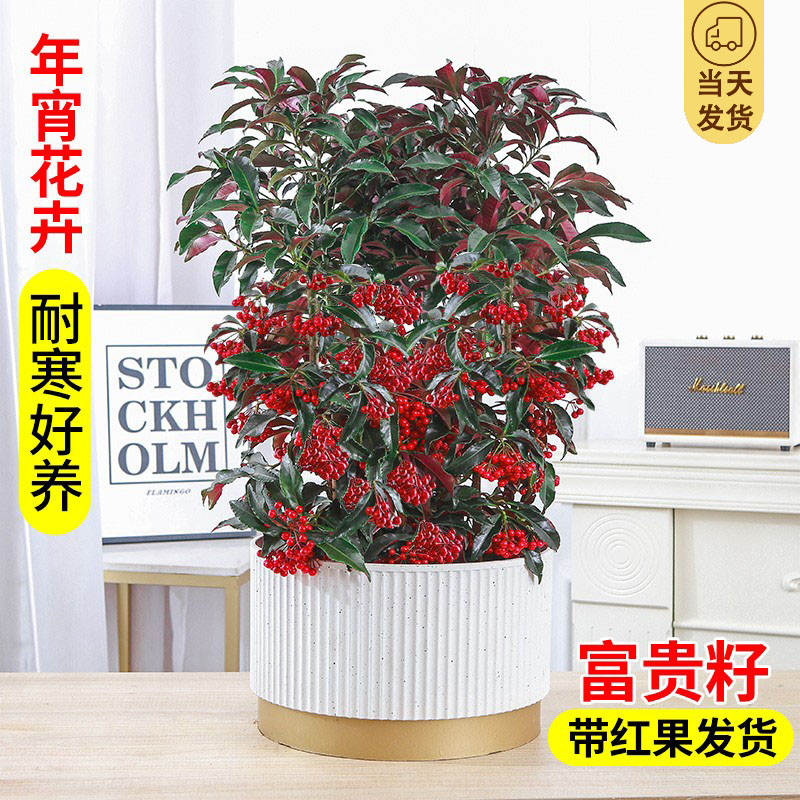 富贵籽盆栽金玉满堂植物耐寒富贵子花卉室内植物带果发货年宵花
