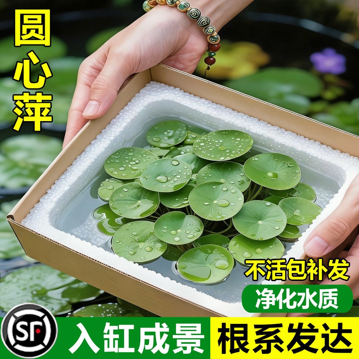水草浮萍圆心萍净化水质水培绿植庭院办公室鱼虾龟缸造景漂浮水草