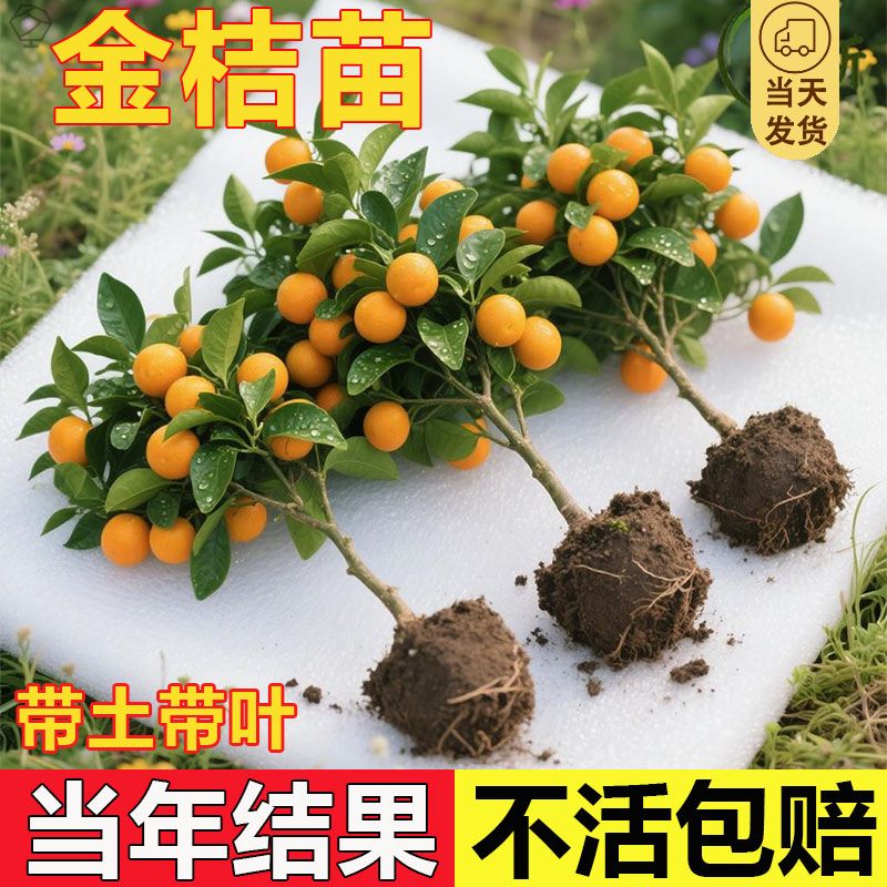 脆皮金桔带叶发货盆栽树苗四季果树可食用橘子苗脆皮金橘室内常绿