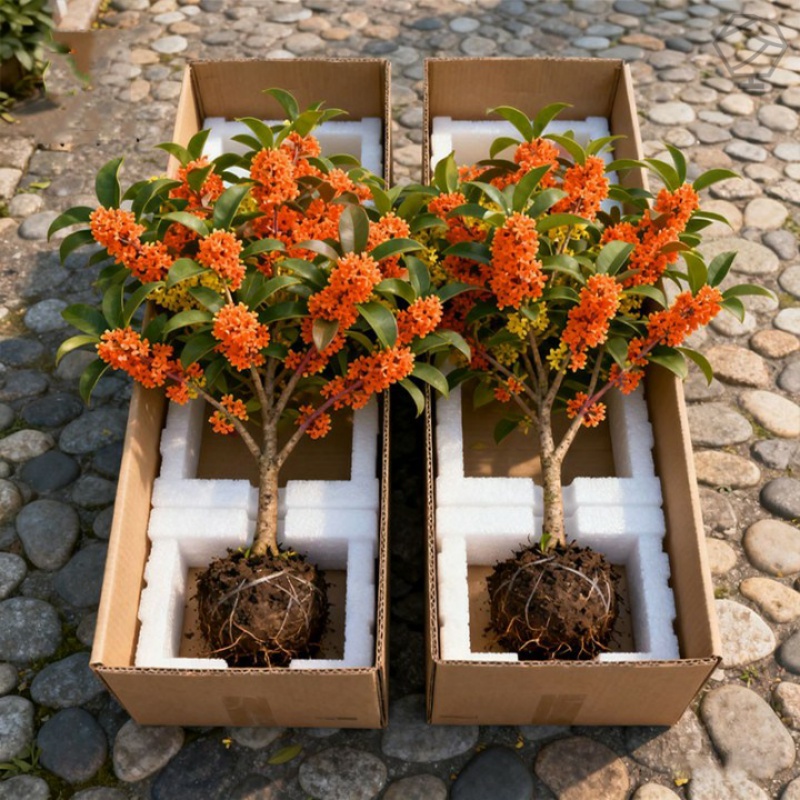 金桂树盆栽地栽庭院阳台种植桂花树苗耐寒浓香型花卉好养基地直销