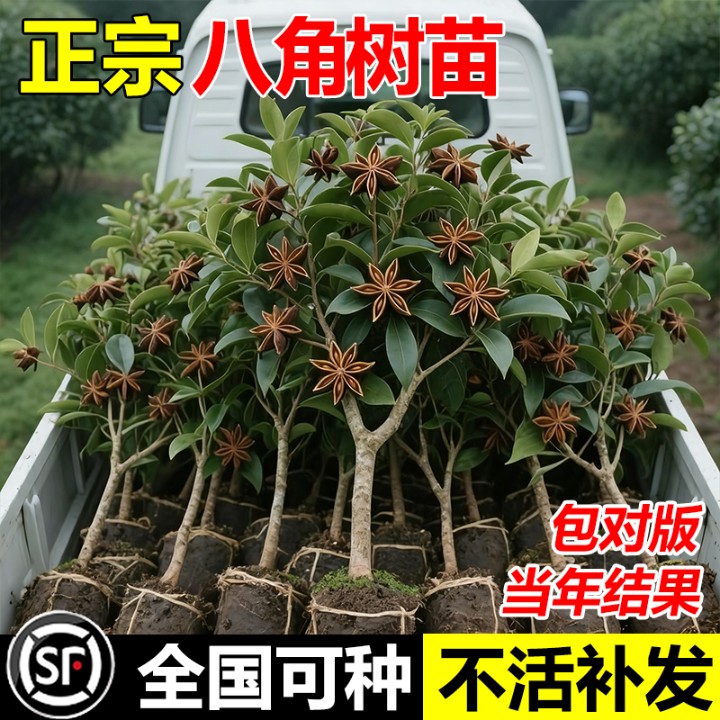 嫁接苗大红八角树苗广西高产矮化