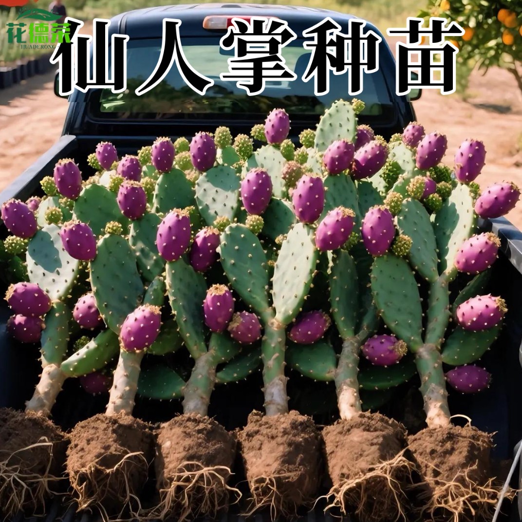 当年结果食用型宝塔红果仙人掌种植黄大刺米邦塔仙人掌火龙果红花