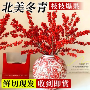 北美冬青切枝红果鲜切花鲜花水培植物绿植室内年宵花卉真花好养活