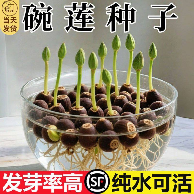 水培碗莲种籽孑九彩碗莲水培植物种籽子四季可开水生植物室内盆栽,鲜花速递/花卉仿真/绿植园艺,造型盆景,淘宝优惠券,粉丝福利购,淘宝优惠卷