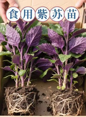 正宗紫苏可食用新鲜紫苏叶鸡冠辣椒香料紫苏子叶新鲜可食用叶子