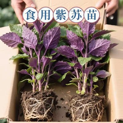正宗紫苏可食用新鲜紫苏叶鸡冠辣椒香料紫苏子叶新鲜可食用叶子