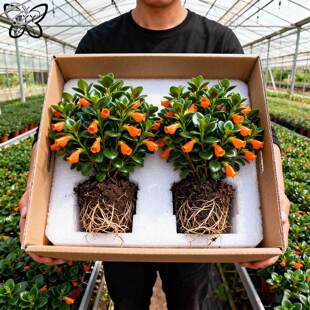 金鱼吊兰盆栽四季观花植物金鱼花室内客厅观花植物豆瓣绿四季常青