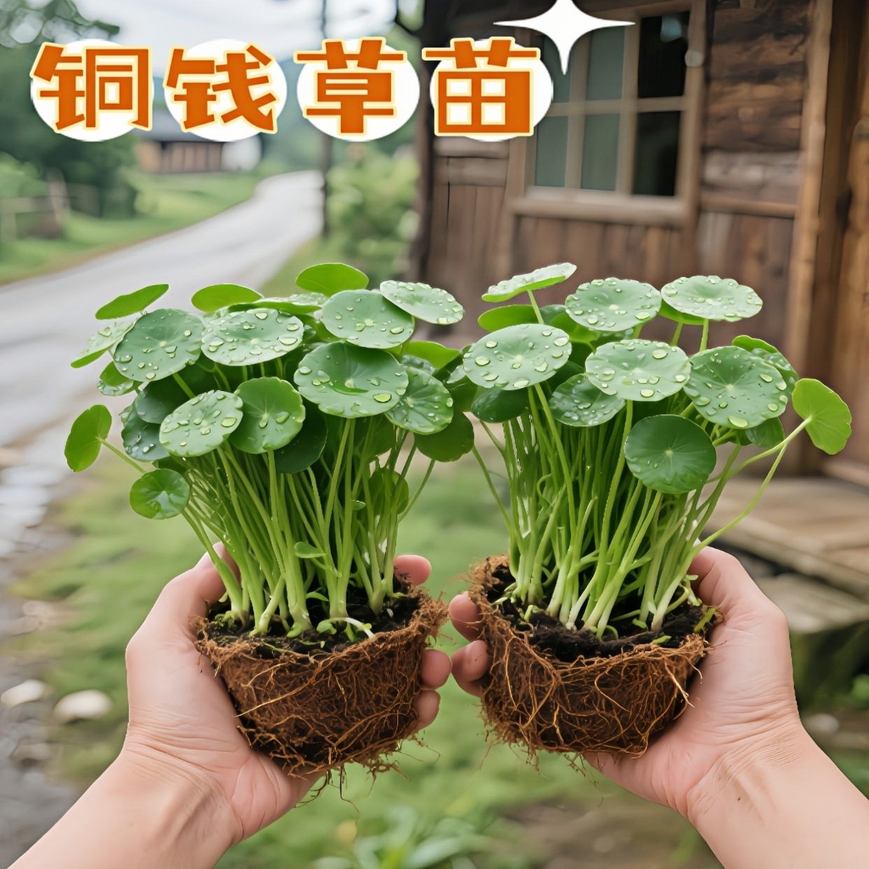 精品大叶铜钱草水培植物金钱草盆栽水养绿植办公室内好养客厅旺宅