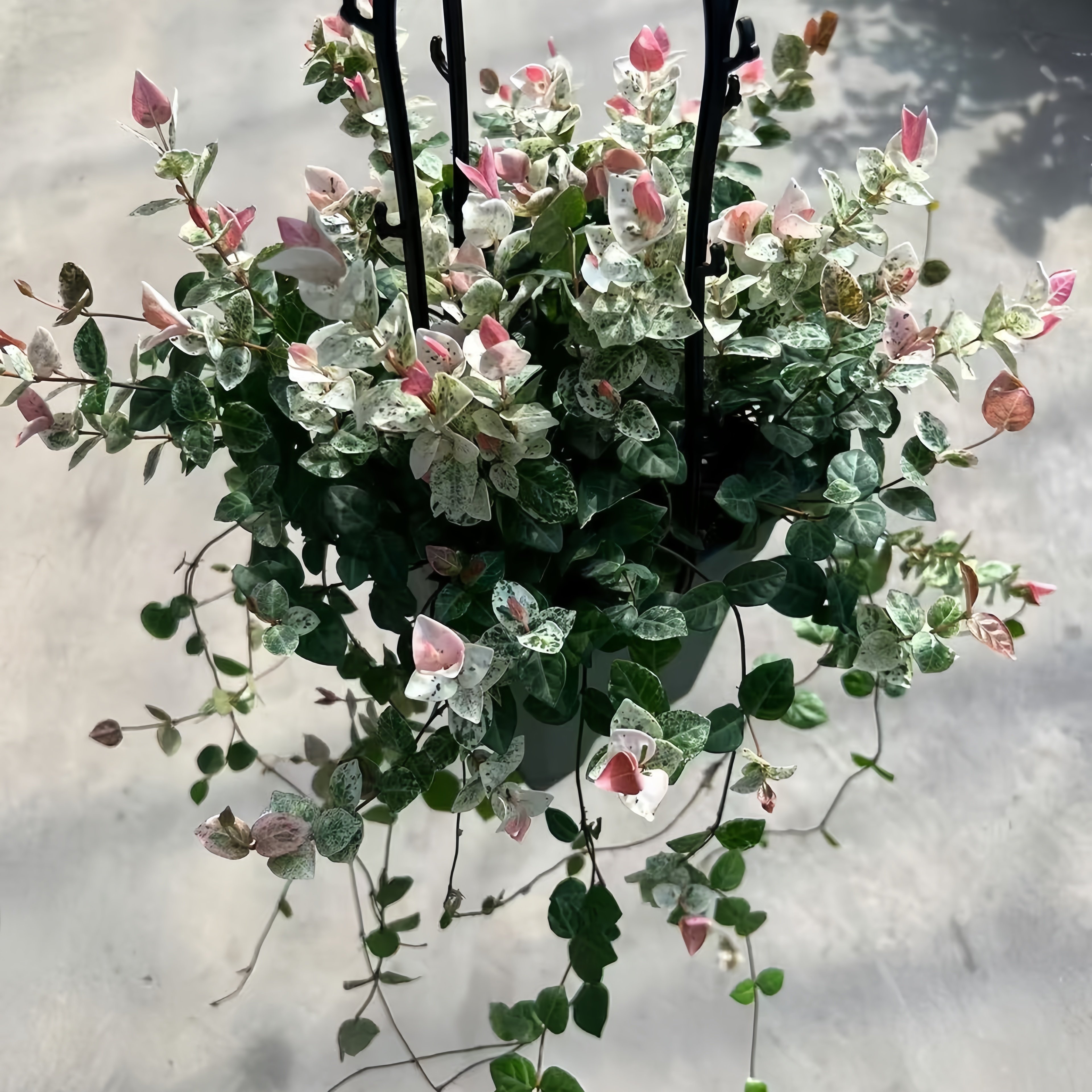 花叶络石大苗长藤四季五彩盆栽黄金络石爬藤绿植阳台庭院垂吊植物,鲜花速递/花卉仿真/绿植园艺,绿植,淘宝优惠券,粉丝福利购,淘宝优惠卷