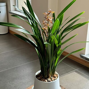 浓香墨兰盆栽盆室内客厅惠兰苗企黑带花苞室内花卉绿植物四季好养