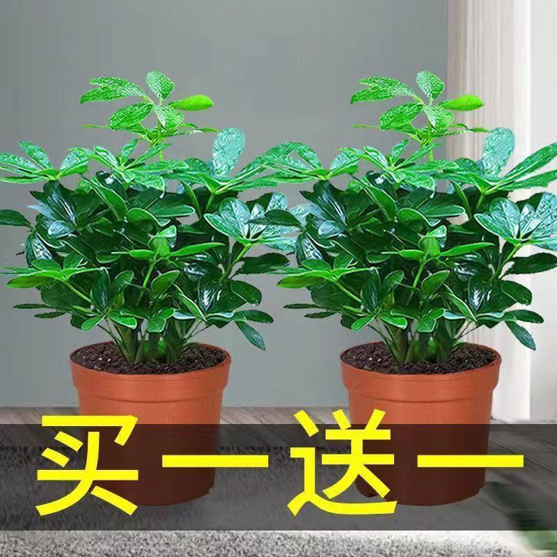 八方来财四季常青鸭脚木绿植