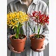 彼岸花种球宿根盆栽曼陀罗珠沙华多年生石蒜多季 开花卉室内外植物
