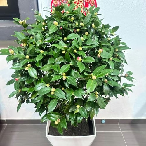 五色赤丹茶花盆栽带花苞