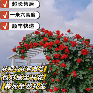 一米六爬藤月季 开蔷薇花大花欧月阳台庭院爬藤植 花苗大花玫瑰多季