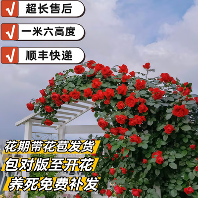 一米六爬藤月季花苗大花玫瑰多季