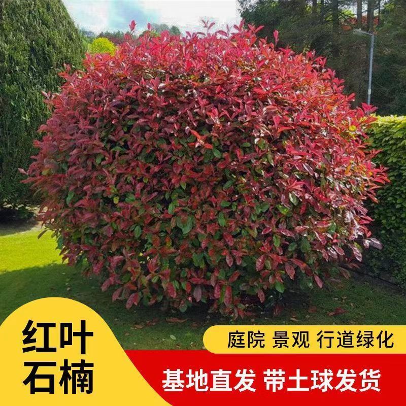 红叶石楠球树苗庭院耐寒别墅地栽