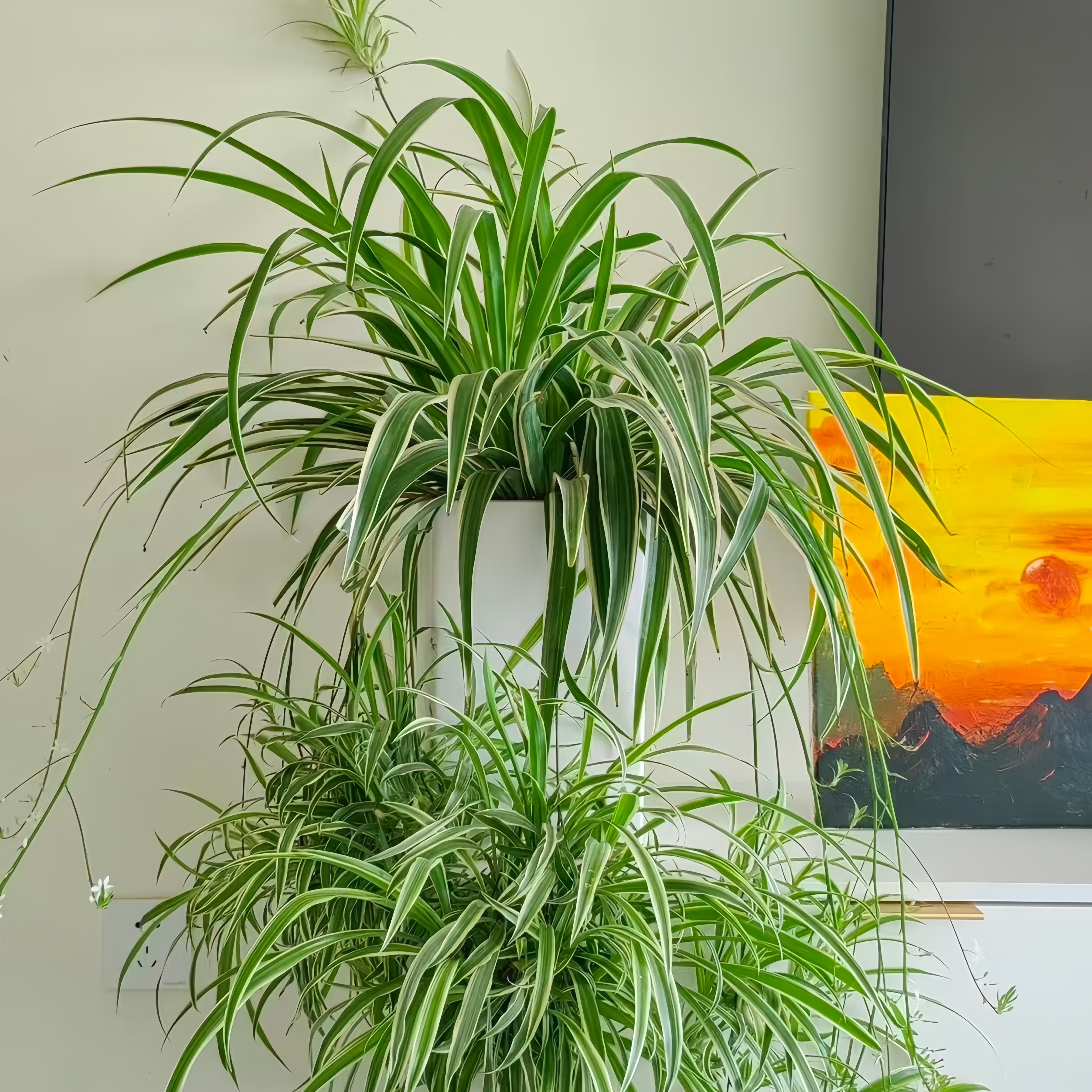 金边金心吊兰盆栽室内阳台四季