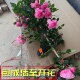 爬藤月季 蔷薇花苗浓香四季 开大花庭院蔷薇耐寒爬藤植物盆栽花架