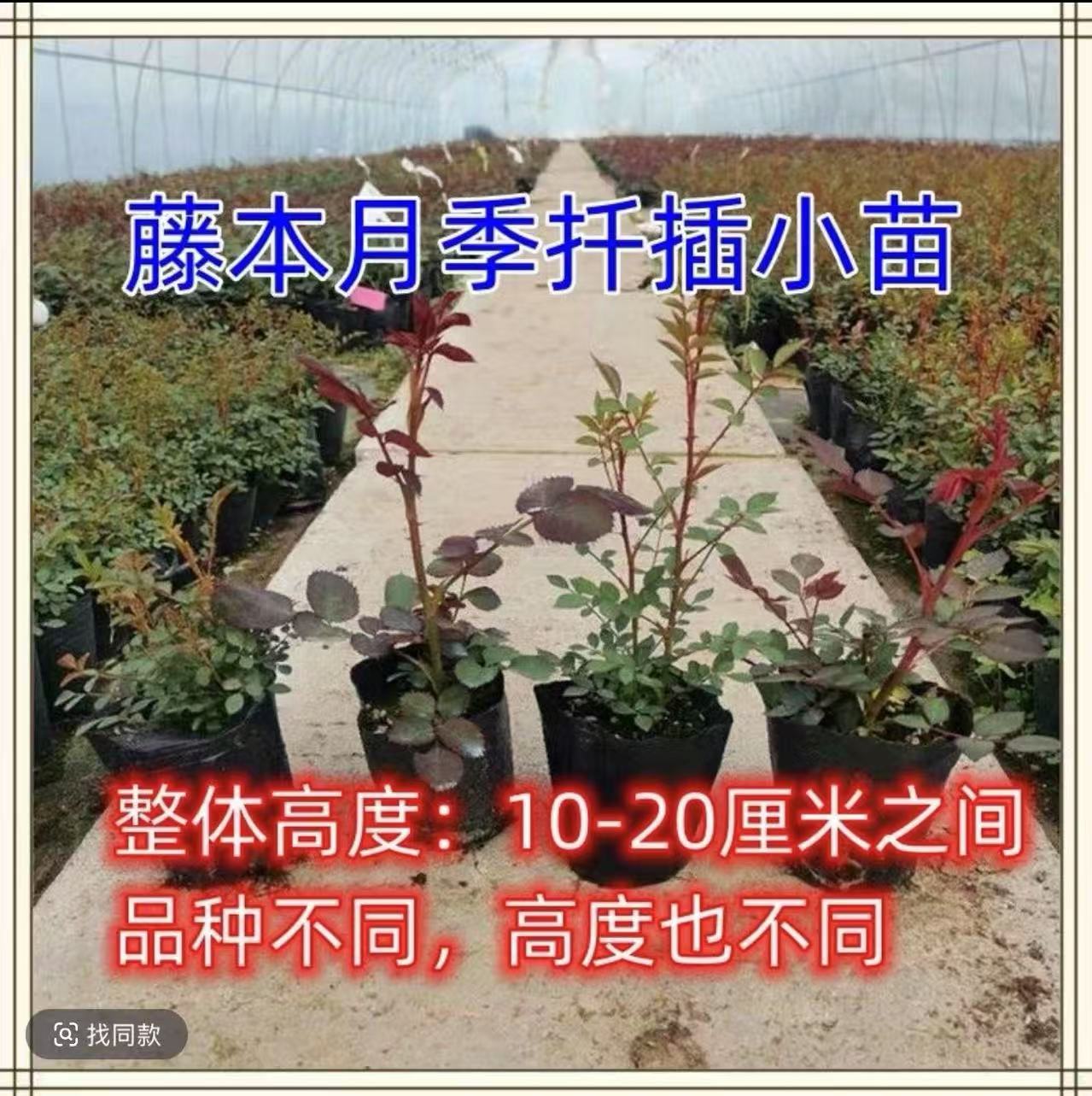 重瓣品种月季花苗特大花浓香玫瑰阳台庭院室内外地栽四季盆栽小苗