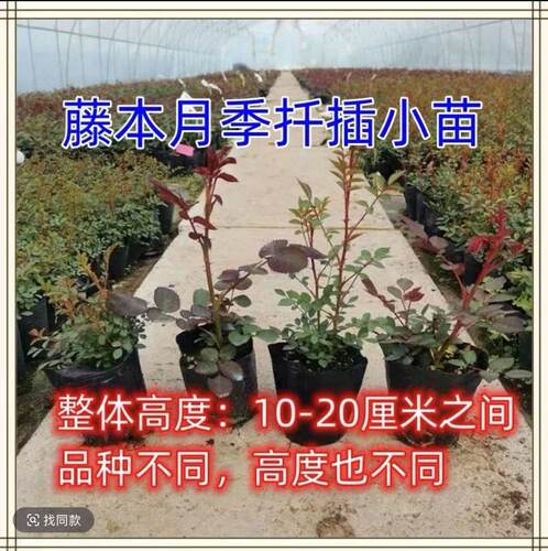 重瓣品种特大花浓香玫瑰