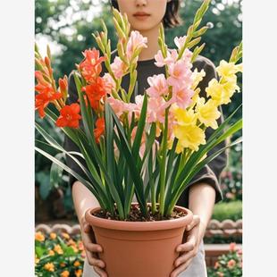 剑兰唐菖蒲种球盆栽可切花苗十三太保四季易活耐寒多年生花卉种子
