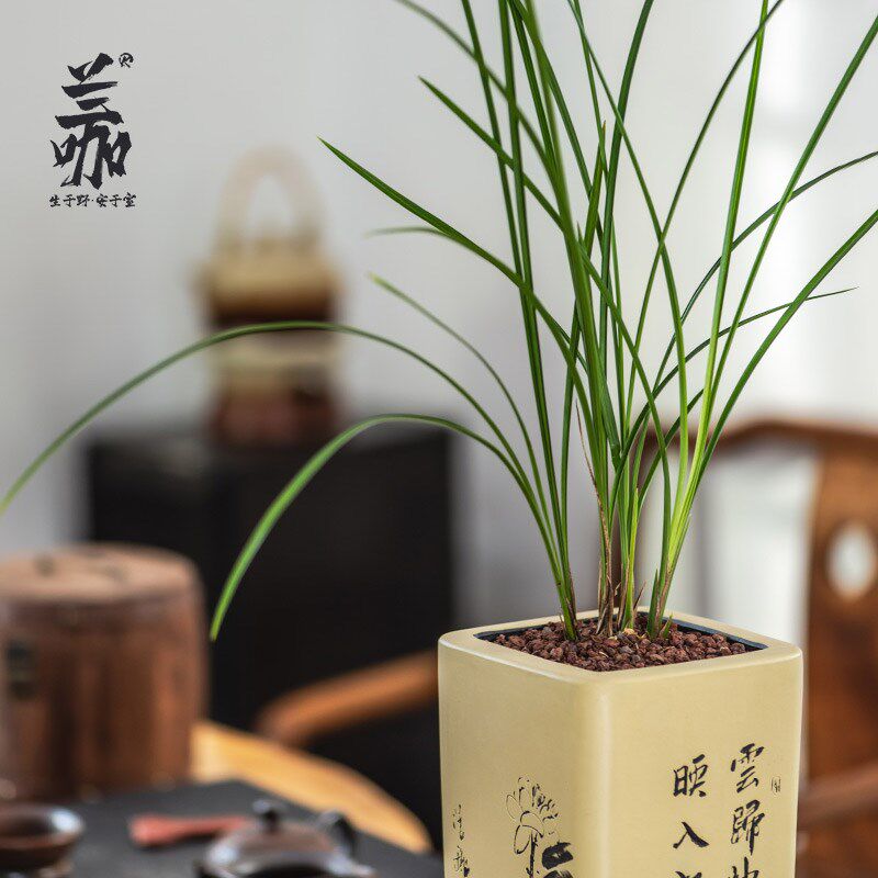 原生老种名贵细叶立叶兰花草精品莲瓣兰小雪素素U花桌面花卉绿植