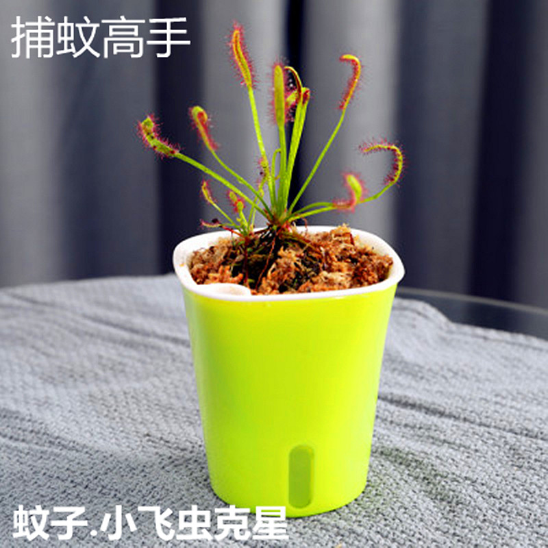 好望角茅a膏菜捕蚊小飞虫高手红白宽叶食虫植物捕蝇草食虫草食人