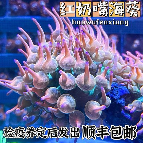 红奶嘴海葵小丑鱼n共生海葵软体海葵绿奶嘴荧光奶嘴地毯
