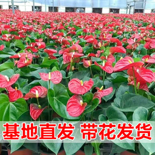 红掌白掌盆栽一帆风顺花卉室内好养绿植四季开花净化空气水培