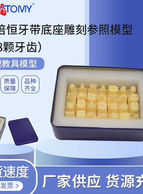 PNT-OR181.2倍恒牙带底座雕刻参照（28颗牙齿）仿真离体牙模型