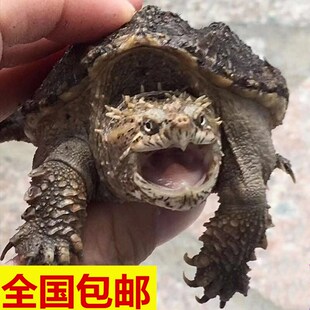 新疆纯种爆刺小佛鳄龟苗北美鳄大鳄龟活宠物观赏水龟凶猛霸气